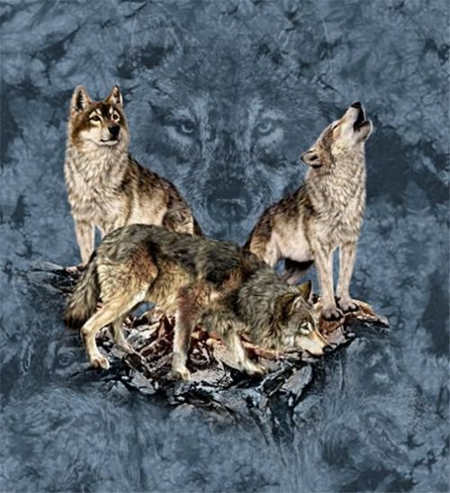 волки туман - хищники, скала, дикие животные, туман, волк - оригинал