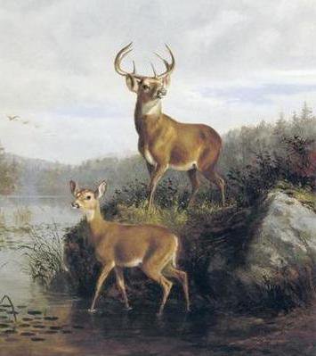 пара оленей - косули, природа, дикие.животные, олени, лес, река - оригинал