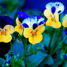 Схема вышивки «Анютины глазки»