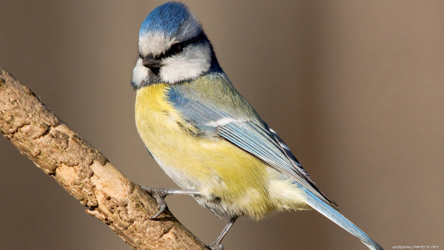 птица на веточке - синичка, снегирь, канарейка, птица, веточка, птичка - оригинал