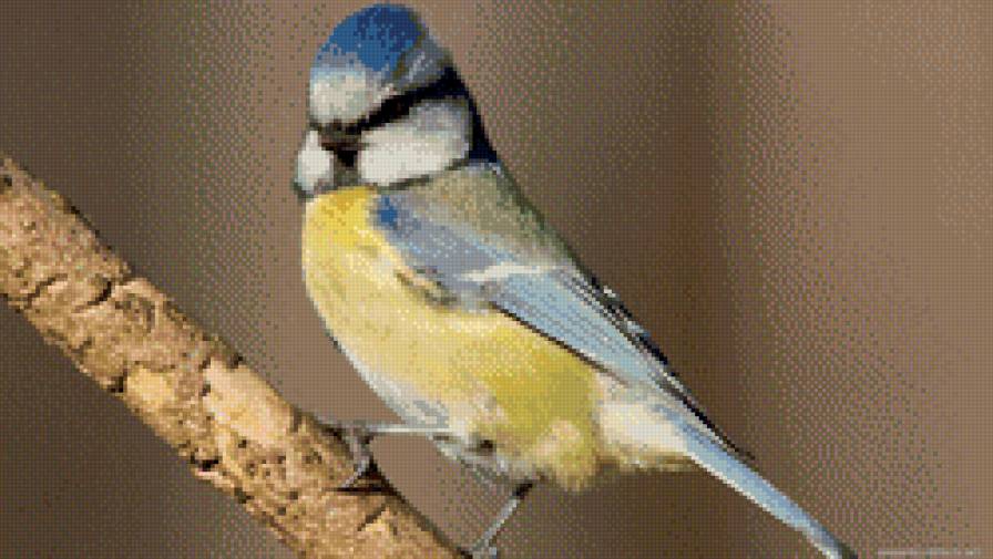 птица на веточке - птичка, веточка, птица, канарейка, синичка, снегирь - предпросмотр
