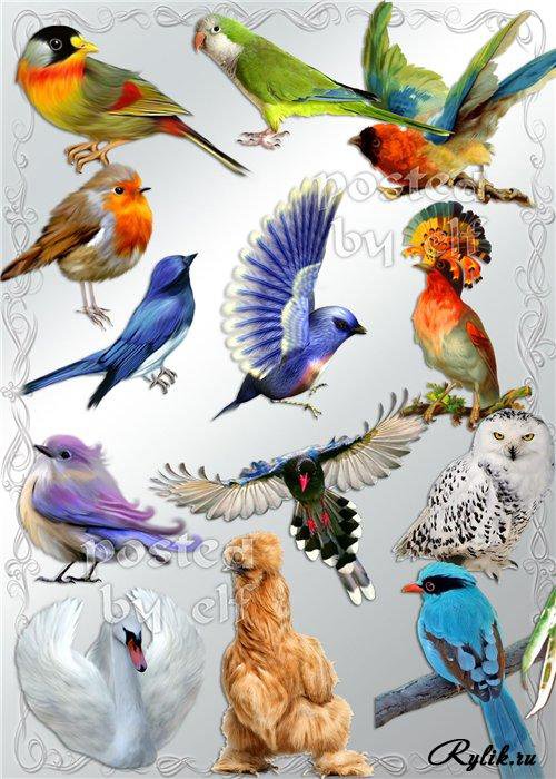 птицы - синичка, серия птицы, снегирь, воробей, птичка, природа, веточка - оригинал