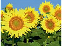 подсолнухи - цветы - оригинал