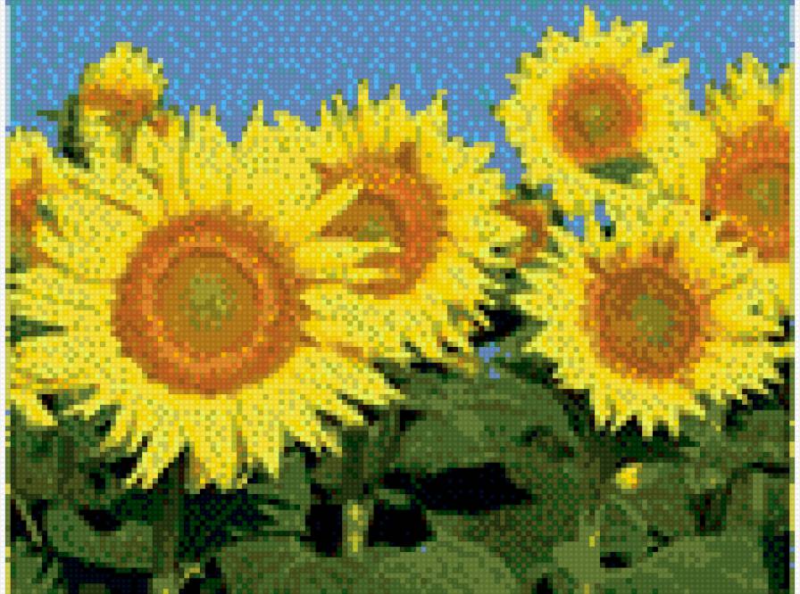 подсолнухи - цветы - предпросмотр