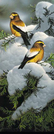 птички на заснеженой туе - зимородки, туя, веточка, снег, синички, зима, птицы, снегири - оригинал