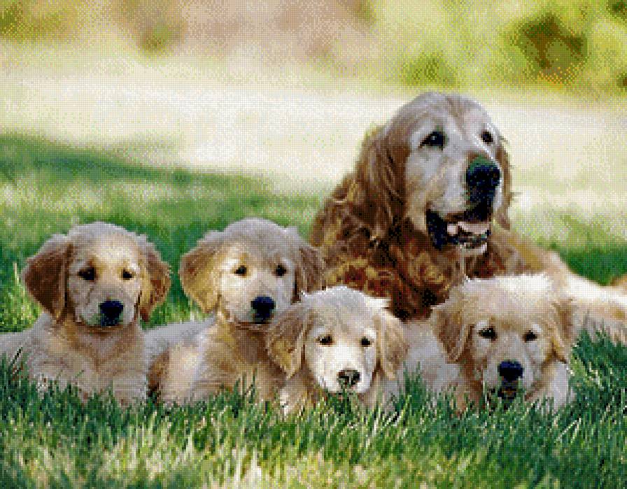 A nagy család - kutyák - предпросмотр