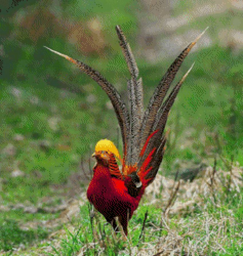 Színek kavalkádja - madár - предпросмотр