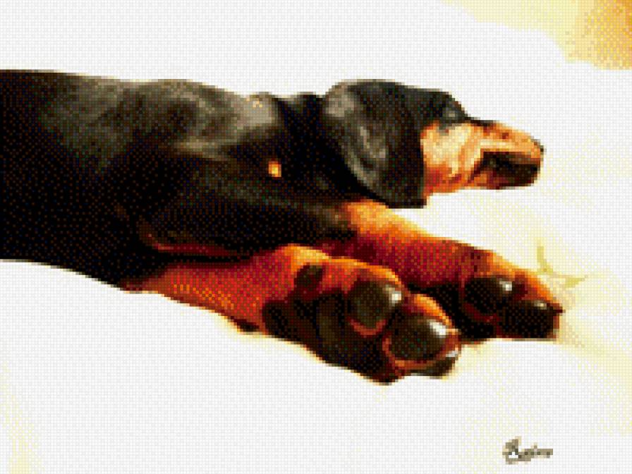 Щенок добермана - собака - предпросмотр