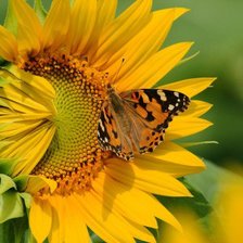 Схема вышивки «бабочка»