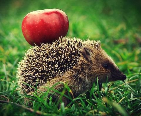 с запасом - животные, яблоко, еж - оригинал