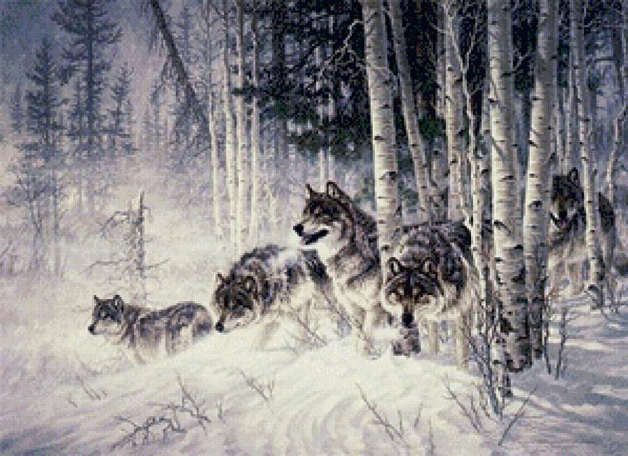 Серия "Волки" - зима, животные, волки, снег, пейзаж - предпросмотр