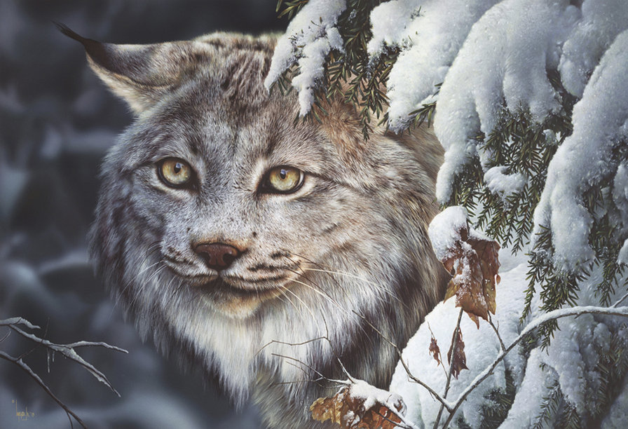 Рысь - рысь, большие кошки, животные, зима - оригинал