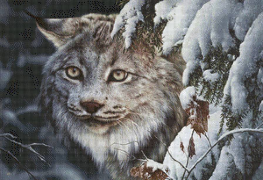 Рысь - зима, большие кошки, животные, рысь - предпросмотр