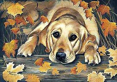 Ожидание - друзья, осень, животные, взгляд, листья, собаки - оригинал