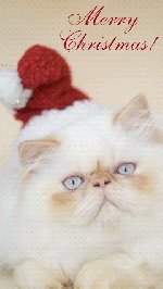 рождественский кот - кот, праздник, рождество, новый год, котик - оригинал