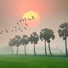 Схема вышивки «серия "птицы"»