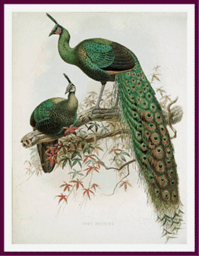 серия "птицы" - птицы.павлины - предпросмотр