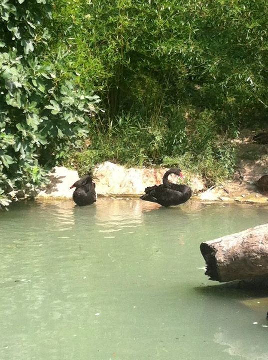 серия "птицы" - пейзад.лебеди.река - оригинал