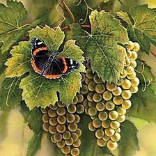 Схема вышивки «бабочка на виноградной грозди 2»