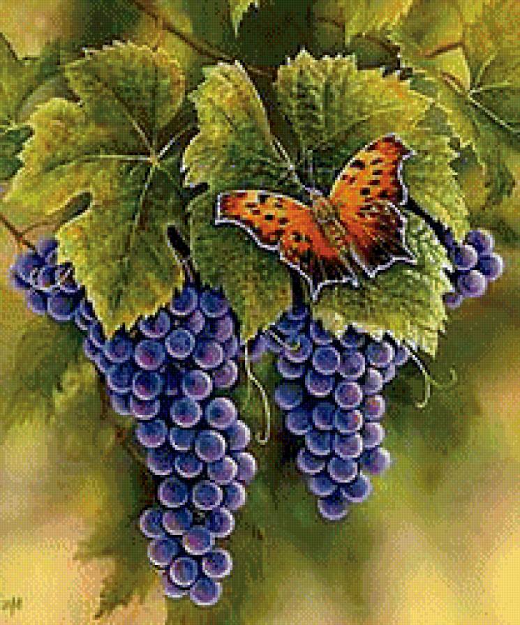 бабочка на виноградной грозди - ягоды, листик, бабочка, гроздь, виноград, природа - предпросмотр
