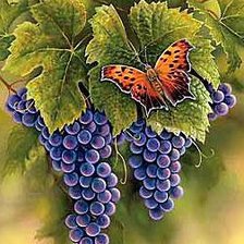 бабочка на виноградной грозди