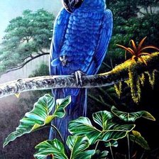 синий попугай