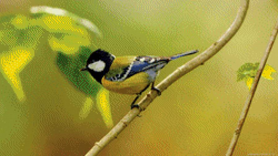 синичка на веточке - птички, птичка, серия птицы, веточка, синичка - предпросмотр