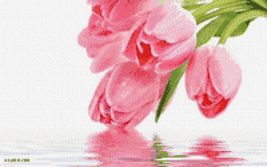 тюльпаны - цветы, тюльпаны - предпросмотр