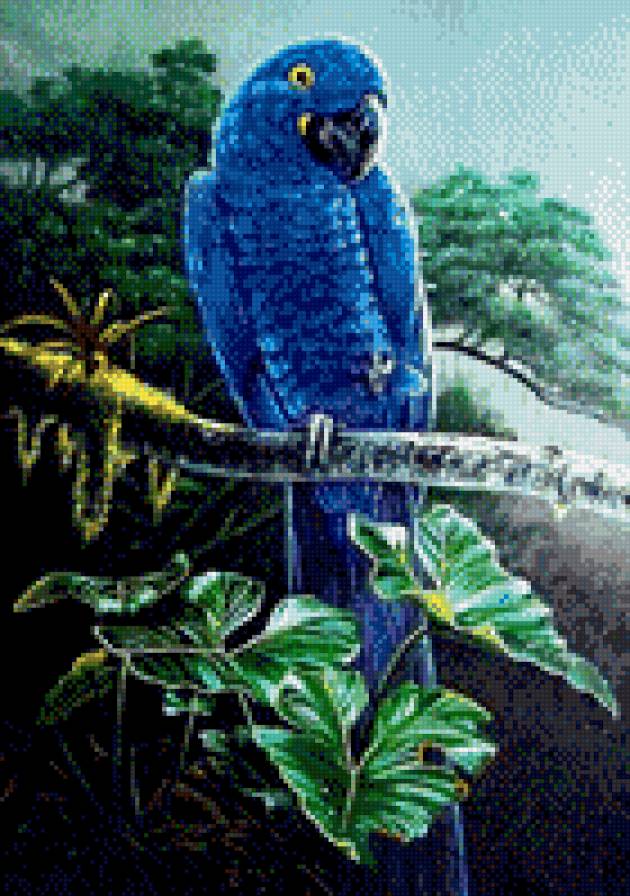 Papagáj - madár - предпросмотр