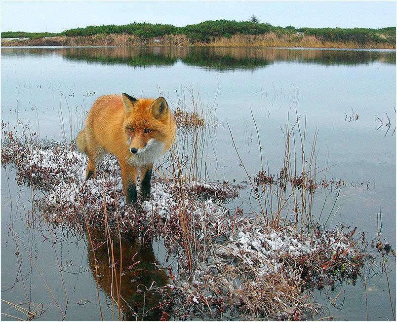 Островок надежды. - лиса, зима, река - оригинал