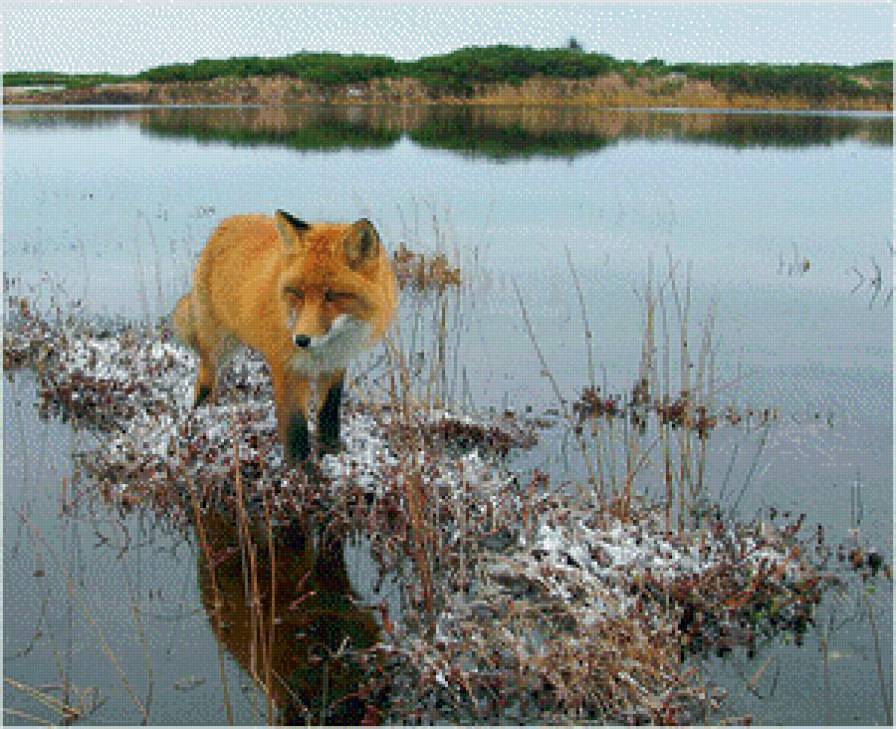 Островок надежды. - река, лиса, зима - предпросмотр