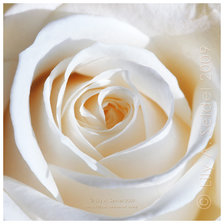 Оригинал схемы вышивки «роза» (№534987)