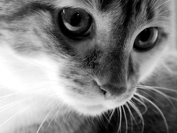 котик - кошка, кот, животное, котик, черно-белое - оригинал