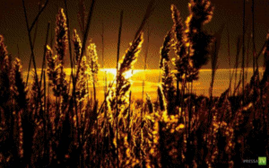 закат.трава - предпросмотр