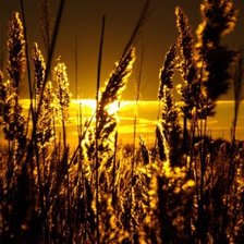 Схема вышивки «закат.трава»