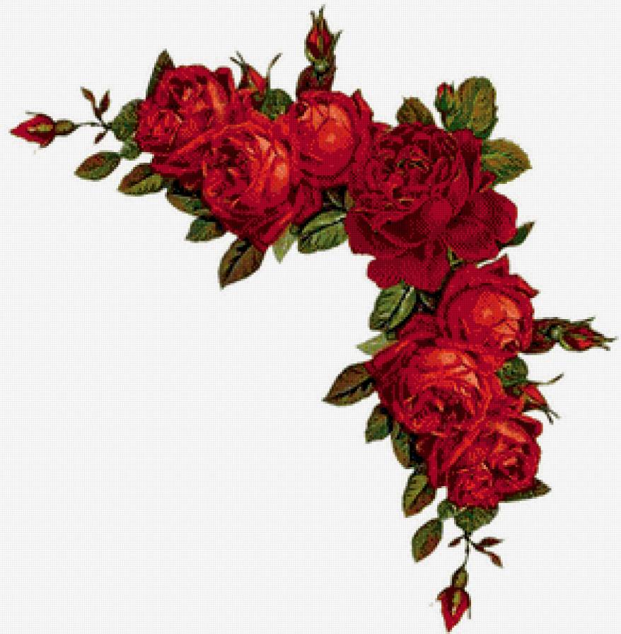 уголок красные розы - букет, куст, цветы, розы, гирлянда, уголок, ветка, акварель - предпросмотр