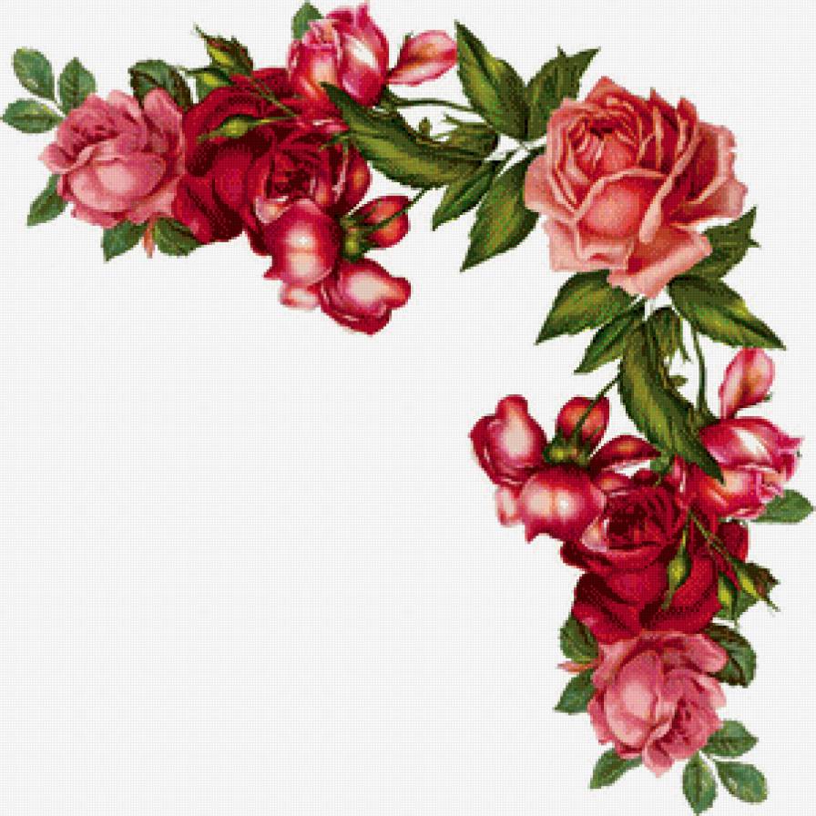 уголок розовые розы - розы, букет, уголок, гирлянда, акварель, ветка, куст, цветы - предпросмотр