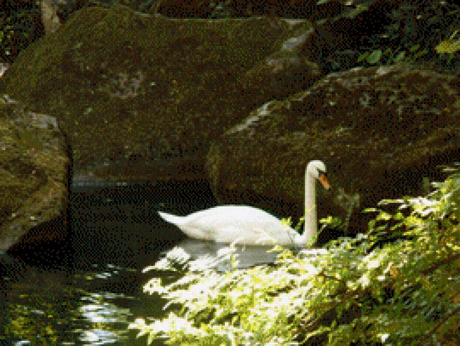 Одинокий лебедь - пейзаж, лебедь - предпросмотр