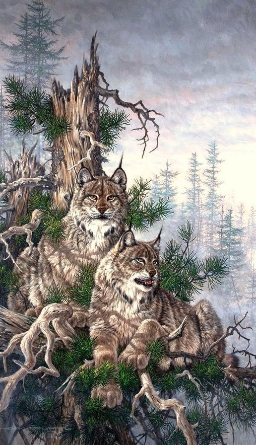 хищники - дикие кошки, рысь, сосна, лес, горы, река, хищники - оригинал