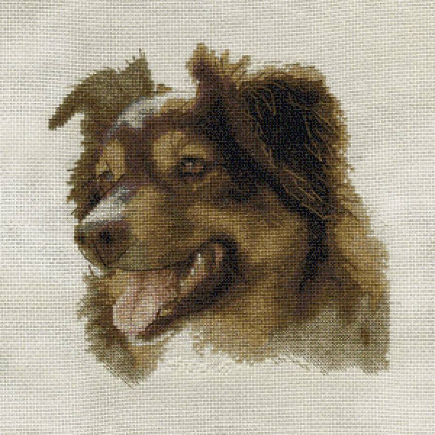 кавказец - собаки - предпросмотр