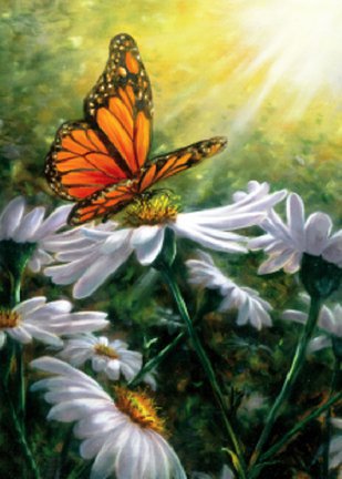 бабочка - бабочка, ромашки, цветы, лето - оригинал