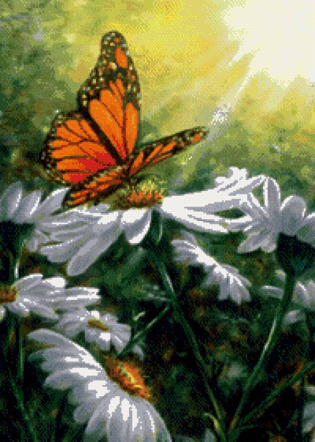 бабочка - бабочка, цветы, лето, ромашки - предпросмотр