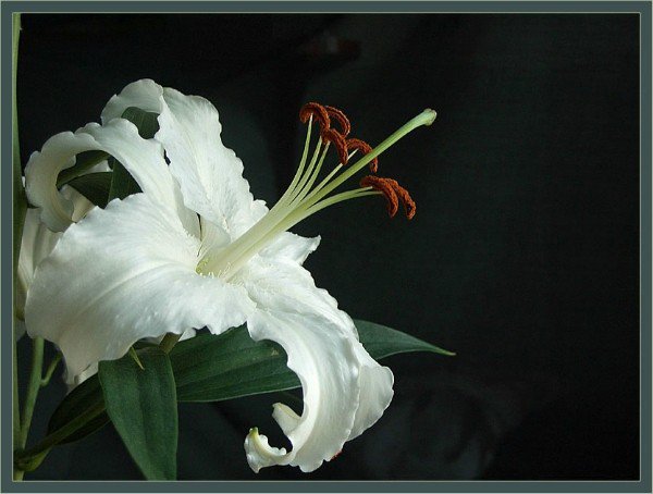 Лилия - цветок, лилия - оригинал