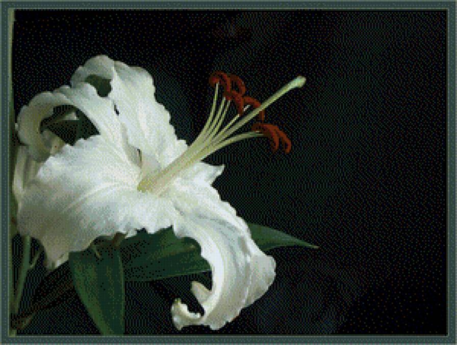 Лилия - лилия, цветок - предпросмотр