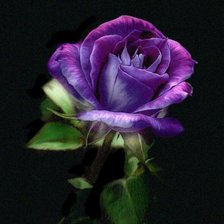 Схема вышивки «роза»