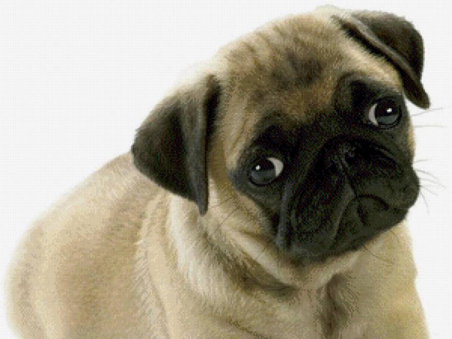 мопсик - предпросмотр