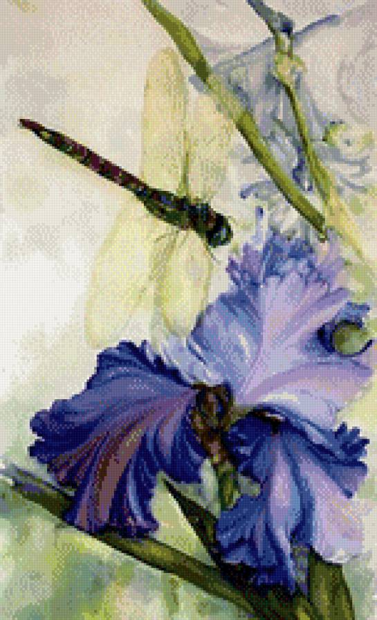 стрекоза и ирис - стрекоза. ирис, цветок, насекомое - предпросмотр