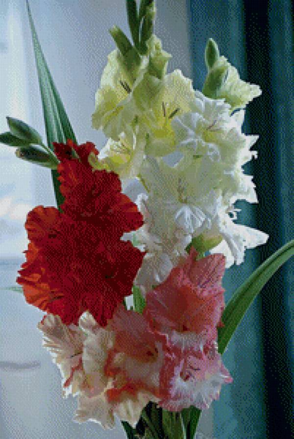 Гладиолусы - цветы, букет - предпросмотр