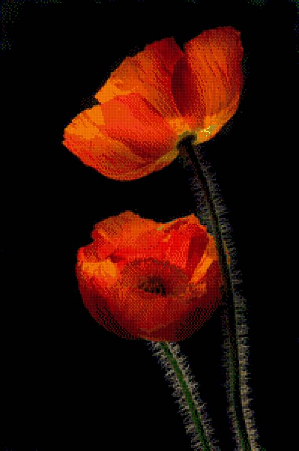 Маки - мак, цветы - предпросмотр