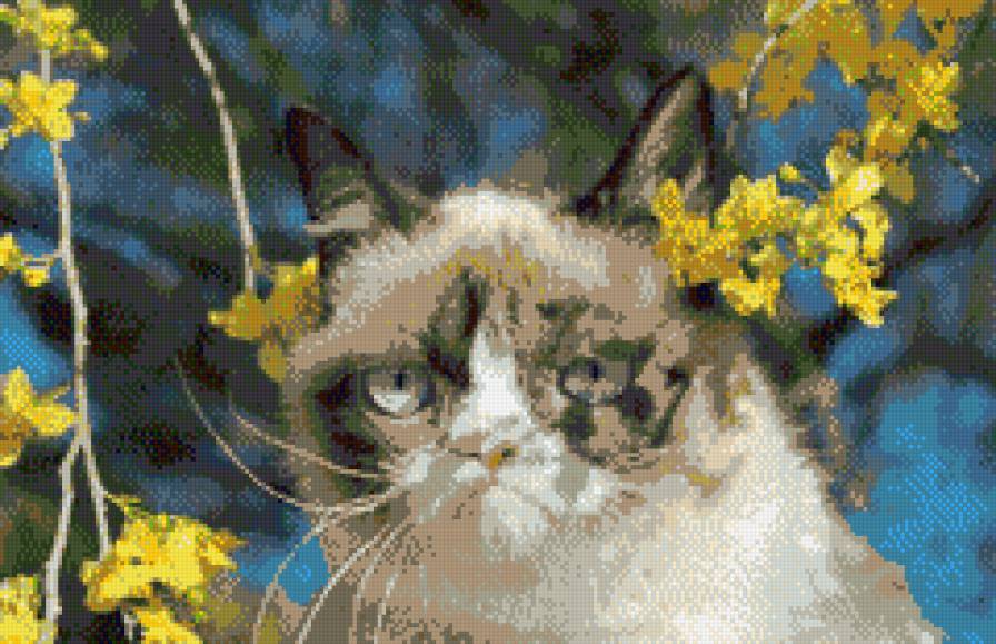 Кошка Тарда весной - кошка, ветки, тарда, весна, цветы, угрюмый кот - предпросмотр